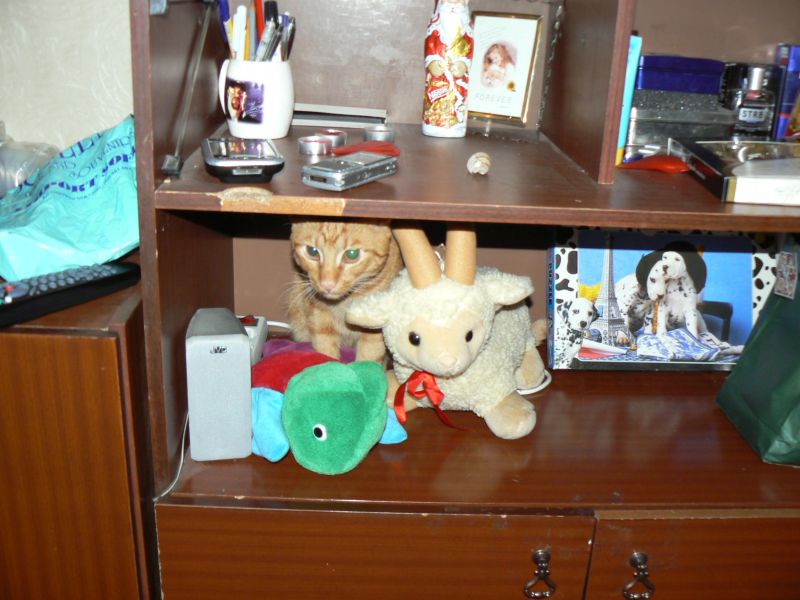 Не му е там мястото, но и там му харесва.