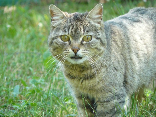 Аааааа, зъбкиии :)