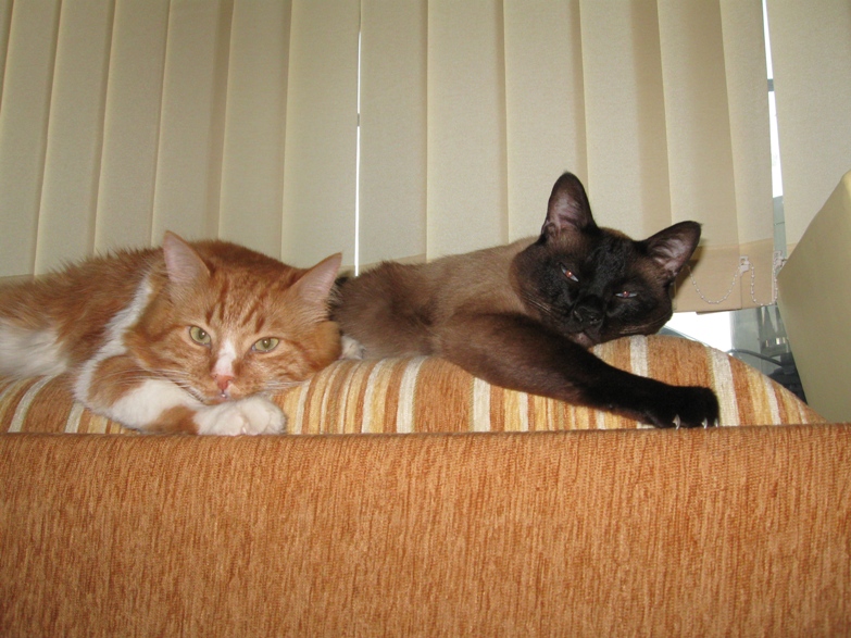 kitties.jpg