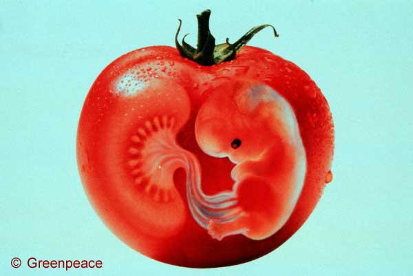 gmo_tomato_b.jpg