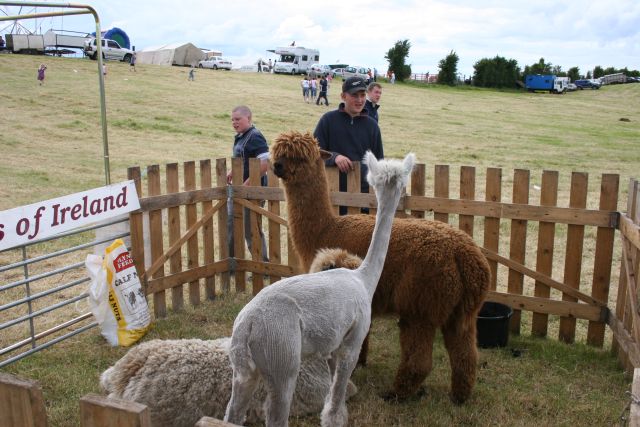 Ако си взема такова за домашен любимец, колко ли човека ще метна, че е спешъл порода куче (неподстриганото де) :).